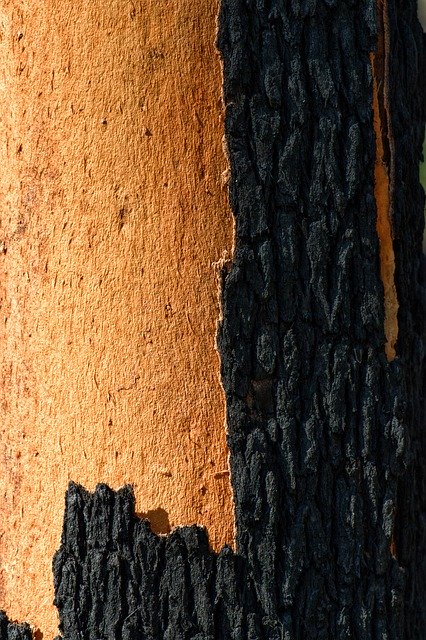 Free picture Tree Trunk Burnt -  to be edited by GIMP free image editor by OffiDocs