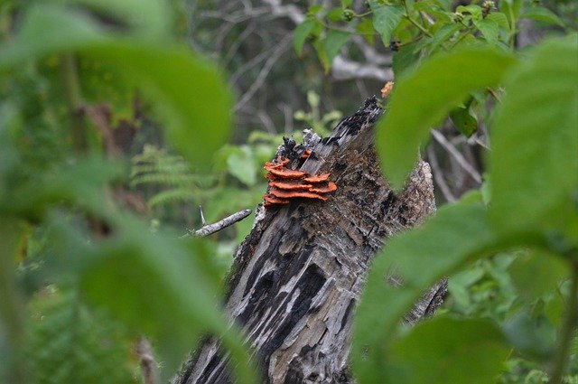 Бесплатно скачать Tree Trunk Dead - бесплатную фотографию или картинку для редактирования с помощью онлайн-редактора изображений GIMP