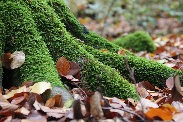 Free download tree trunk forest moss root free picture to be edited with GIMP free online image editor