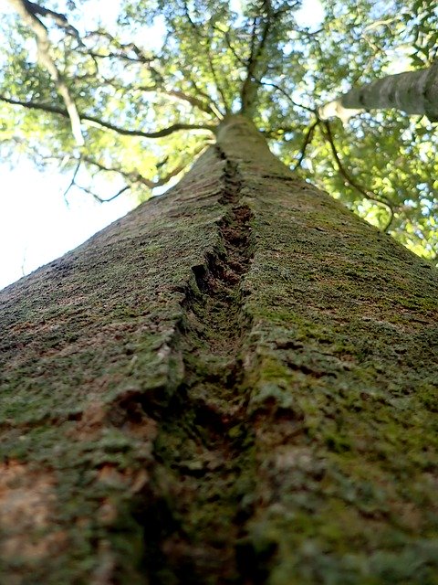 Free download Tree Trunk Groove -  free photo or picture to be edited with GIMP online image editor