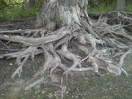 Free download Tree Trunk Pike Island ( Wita Tanka) free photo or picture to be edited with GIMP online image editor