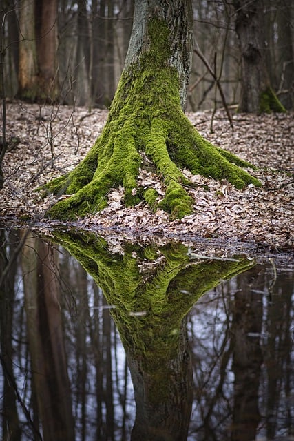 Free download tree trunk reflection woods forest free picture to be edited with GIMP free online image editor
