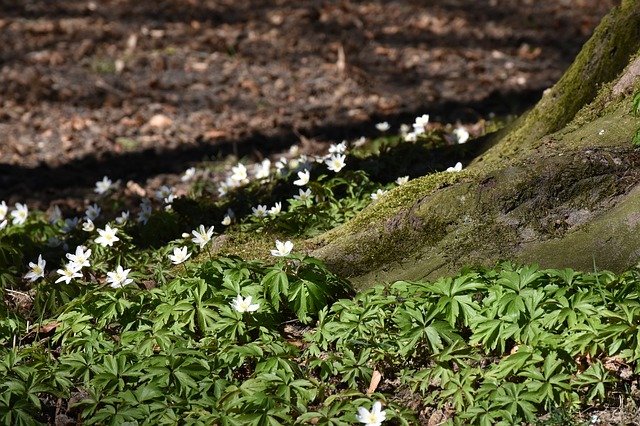 Free download tree trunk root spring nature tree free picture to be edited with GIMP free online image editor