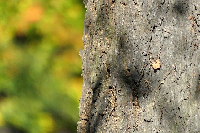 Free download Tree Trunk The Bark -  free photo or picture to be edited with GIMP online image editor