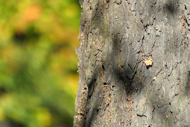 Unduh gratis Tree Trunk The Bark - foto atau gambar gratis untuk diedit dengan editor gambar online GIMP