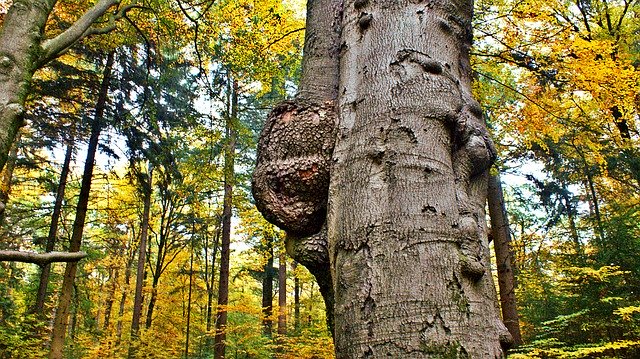 Free download Tree Trunk Tumor -  free photo or picture to be edited with GIMP online image editor