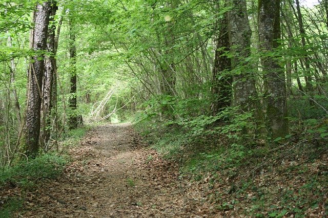 Bezpłatne pobieranie Tree Trunk Wood - bezpłatne zdjęcie lub obraz do edycji za pomocą internetowego edytora obrazów GIMP