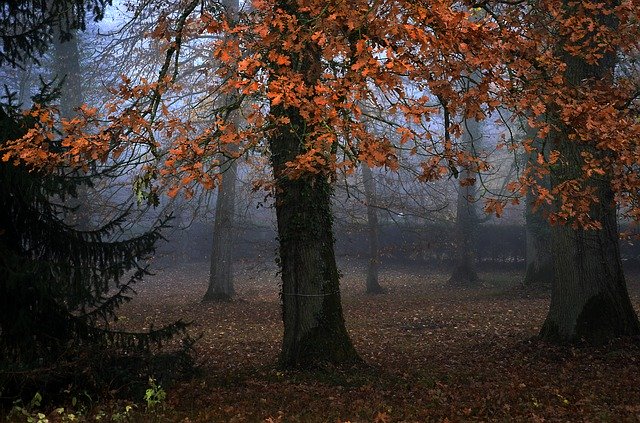 Free download Tree Twilight Nature -  free photo or picture to be edited with GIMP online image editor