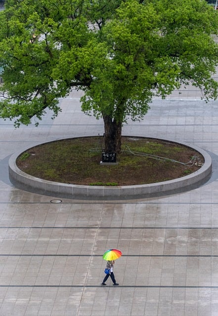 Free download tree umbrella weather wet person free picture to be edited with GIMP free online image editor