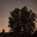 Tree under the stars  screen for extension Chrome web store in OffiDocs Chromium