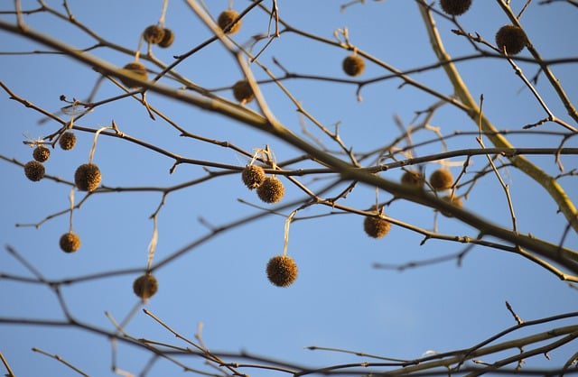 Free download tree vegetation prickly sycamore free picture to be edited with GIMP free online image editor