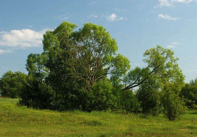 Descarga gratuita Tree View Landscape: foto o imagen gratuita para editar con el editor de imágenes en línea GIMP