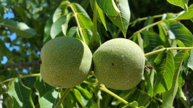 Free download Tree Walnut Nuts -  free photo or picture to be edited with GIMP online image editor