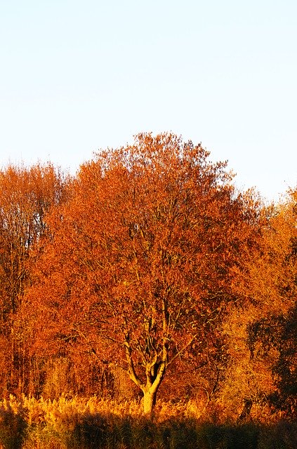 Безкоштовно завантажте Tree Warm Autumn - безкоштовну фотографію чи зображення для редагування за допомогою онлайн-редактора зображень GIMP