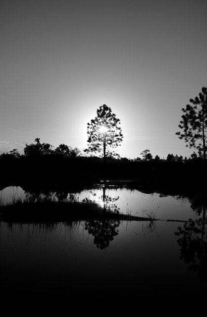 Бесплатно скачайте бесплатный шаблон фотографии Tree Water Nature для редактирования с помощью онлайн-редактора изображений GIMP