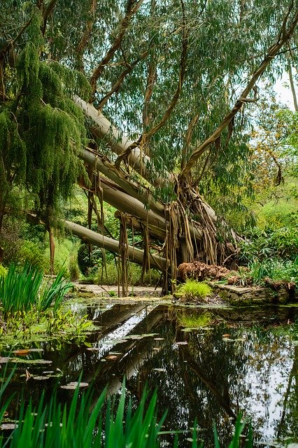 دانلود رایگان Tree Water Reflection - عکس یا تصویر رایگان برای ویرایش با ویرایشگر تصویر آنلاین GIMP