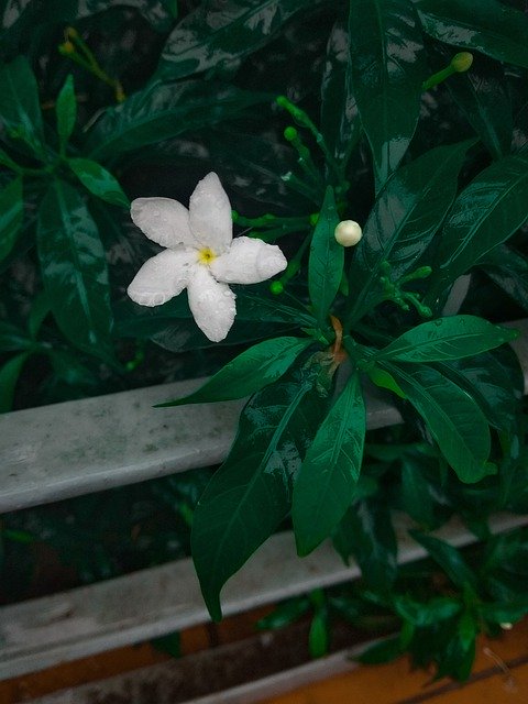 Free download Tree White Flower -  free photo or picture to be edited with GIMP online image editor