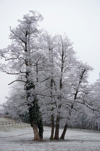 Muat turun percuma Tree White Winter - foto atau gambar percuma untuk diedit dengan editor imej dalam talian GIMP