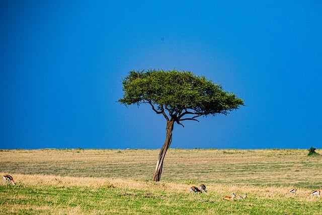 Free download tree wild animals wilderness free picture to be edited with GIMP free online image editor
