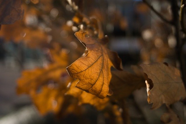 הורדה חינם של Tree Winter Cold תבנית תמונה בחינם לעריכה עם עורך התמונות המקוון GIMP