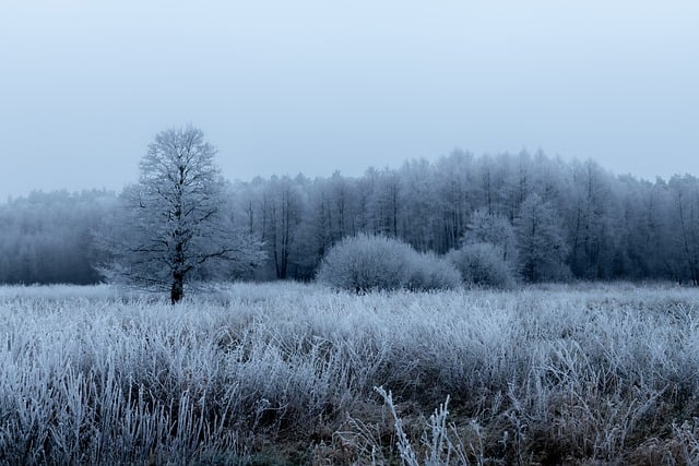 Free download tree winter frost fog wilderness free picture to be edited with GIMP free online image editor
