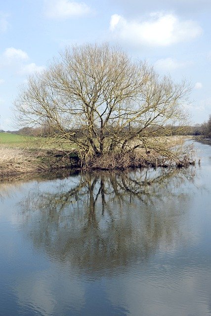 Free download Tree Winter Water -  free photo or picture to be edited with GIMP online image editor