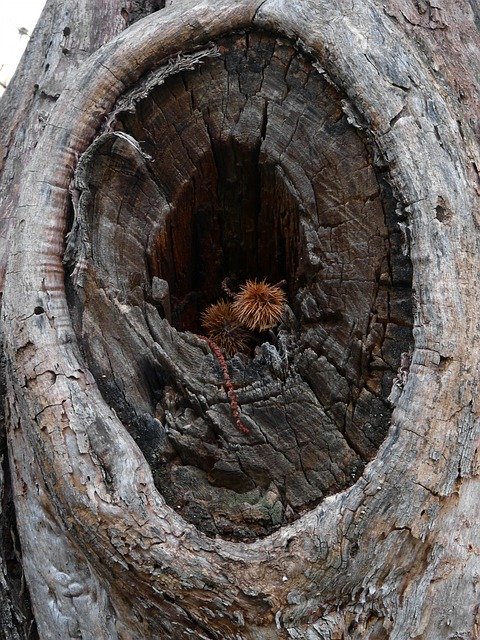 Free download Tree Wood Eye -  free photo or picture to be edited with GIMP online image editor