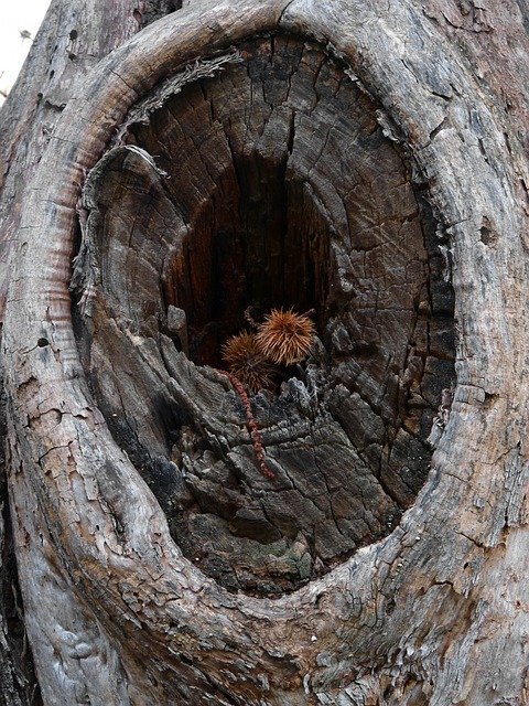 הורדה חינם של Tree Wood Eye - תמונה או תמונה בחינם לעריכה עם עורך התמונות המקוון GIMP