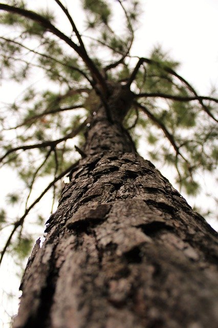 Unduh gratis Tree Wood Forest - foto atau gambar gratis untuk diedit dengan editor gambar online GIMP
