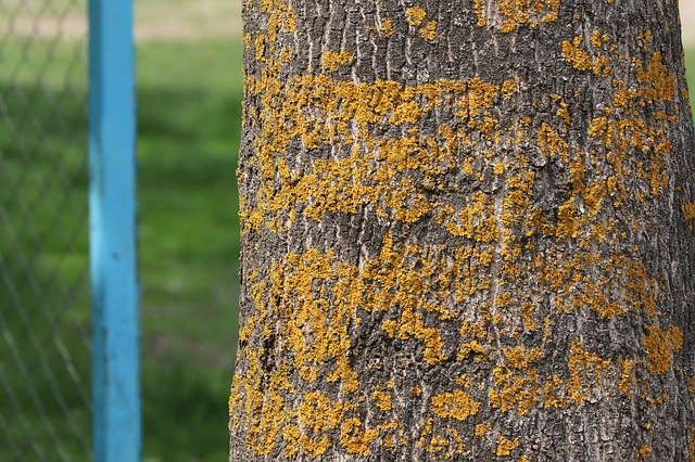 Bezpłatne pobieranie Tree Woods Yellow - bezpłatne zdjęcie lub obraz do edycji za pomocą internetowego edytora obrazów GIMP