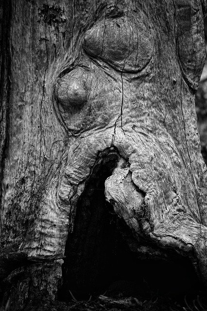 Descarga gratuita Tree Wood Trunk: foto o imagen gratuita para editar con el editor de imágenes en línea GIMP