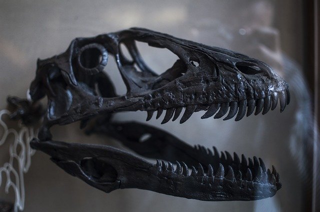 Free download Trex Dinosaur Fossil -  free photo or picture to be edited with GIMP online image editor