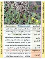 Free download Tribulus Terrestris L. free photo or picture to be edited with GIMP online image editor