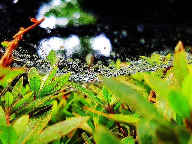 Free picture Trickle Non Water Spider -  to be edited by GIMP free image editor by OffiDocs