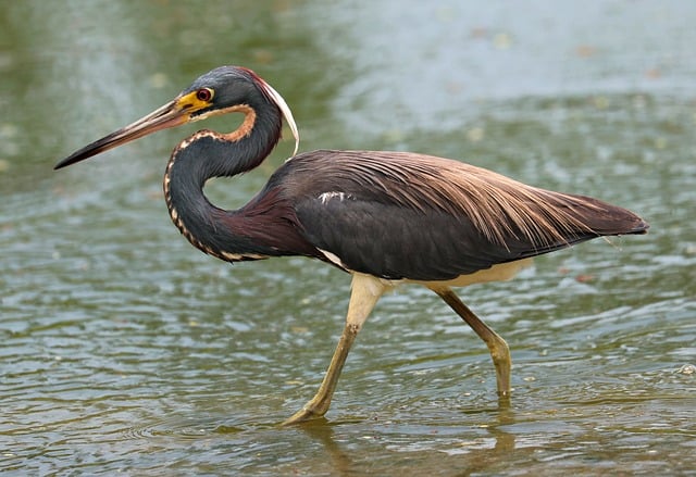 Free download tricolored heron bird avian free picture to be edited with GIMP free online image editor