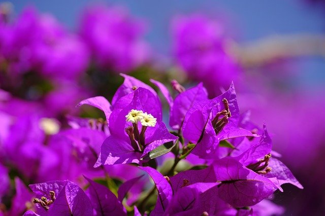 Free download Triple Flower Bougainvillea -  free photo or picture to be edited with GIMP online image editor