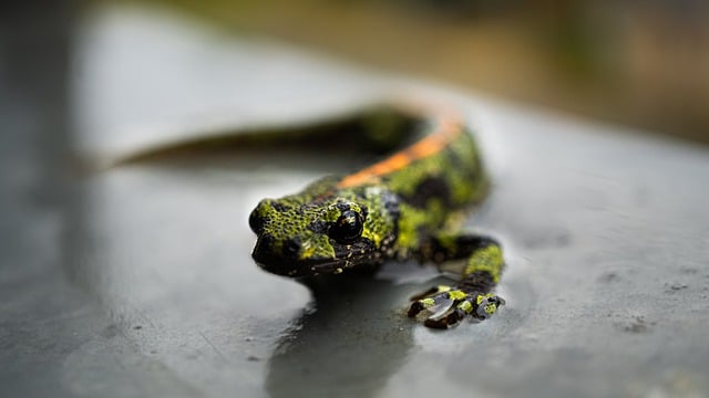Descărcați gratuit triton șopârlă amfibieni ochi macro fotografie gratuită pentru a fi editată cu editorul de imagini online gratuit GIMP