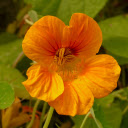 Tropaeolum majus – A Burst of Color and Versatility  screen for extension Chrome web store in OffiDocs Chromium