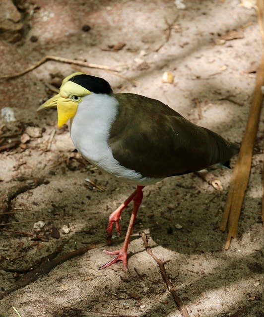 Téléchargement gratuit de Tropical Bird Wing Feather - photo ou image gratuite à éditer avec l'éditeur d'images en ligne GIMP