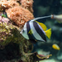 Tropical Fish on Coral Reef  screen for extension Chrome web store in OffiDocs Chromium