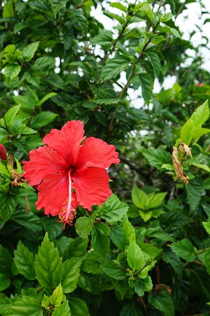 Download gratuito Tropical Flower Blossom - foto o immagine gratuita da modificare con l'editor di immagini online di GIMP