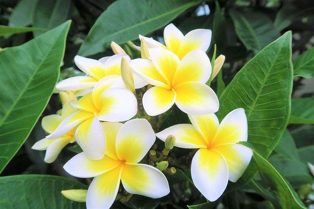 Free download Tropical Flower Nature -  free photo or picture to be edited with GIMP online image editor