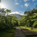 Tropical forest with lots  screen for extension Chrome web store in OffiDocs Chromium