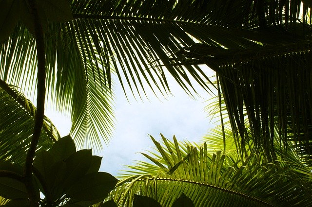Libreng download Tropical Green Summer - libreng larawan o larawan na ie-edit gamit ang GIMP online na editor ng imahe