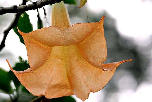 Free download trumpet flower flower flora blossom free picture to be edited with GIMP free online image editor