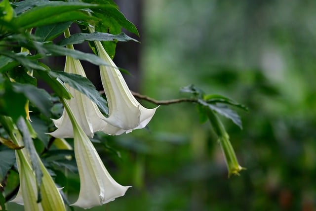 Free download trumpet flower white flower flora free picture to be edited with GIMP free online image editor