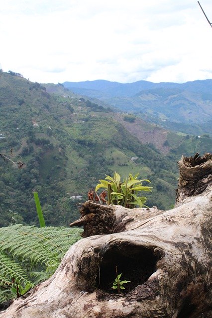 ดาวน์โหลดฟรี Trunk Landscape Mountains - ภาพถ่ายหรือรูปภาพฟรีที่จะแก้ไขด้วยโปรแกรมแก้ไขรูปภาพออนไลน์ GIMP