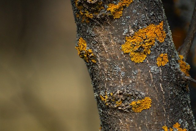 הורדה חינם Trunk Lichen Tree - תמונה או תמונה בחינם לעריכה עם עורך התמונות המקוון GIMP