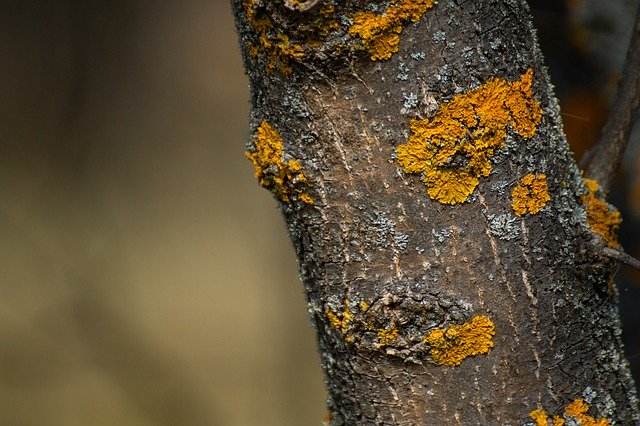 Libreng download Trunk Lichen Tree - libreng larawan o larawan na ie-edit gamit ang GIMP online na editor ng imahe