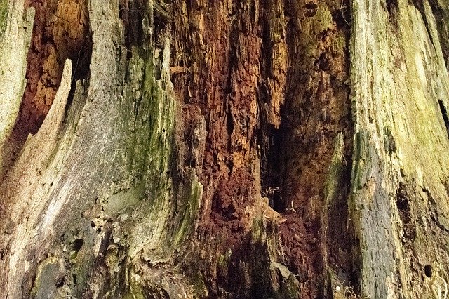 Libreng download Trunk Old Tree Aged - libreng larawan o larawan na ie-edit gamit ang GIMP online na editor ng imahe